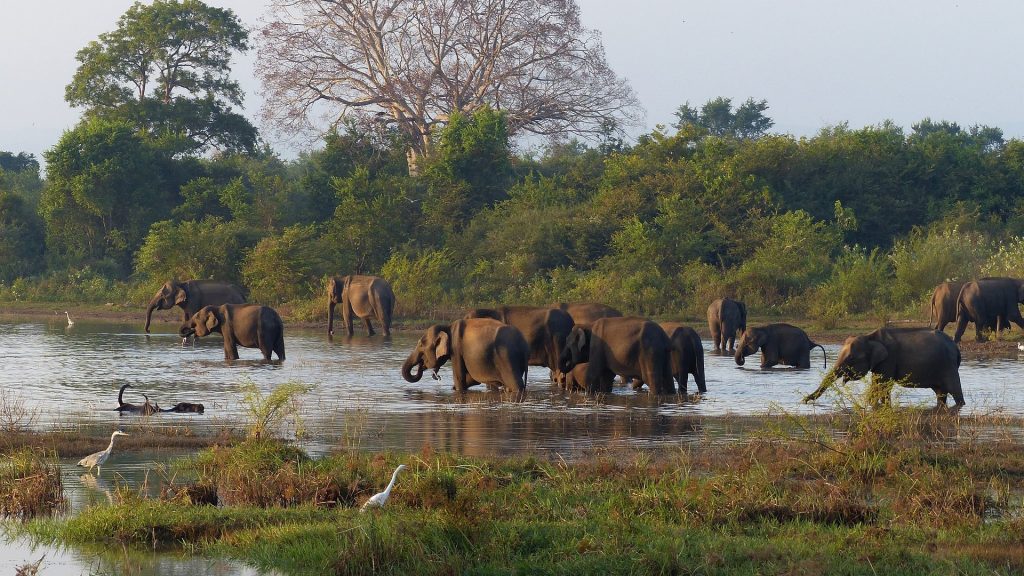 Sri Lanka Nationalpark Elefanten